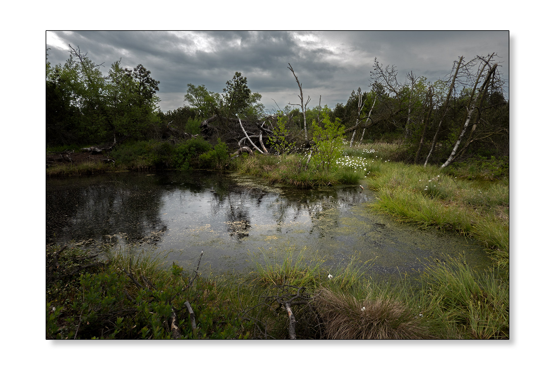 dsc08225-4s.jpg
